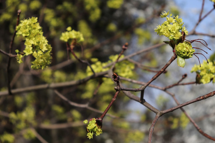 Close-up of flower on branch against blurred background
