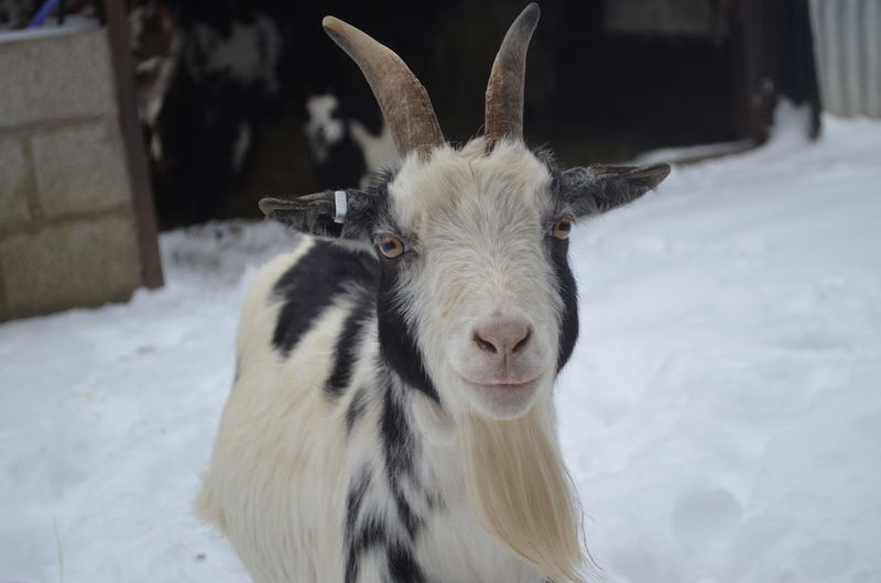 Pygmy goat in snow 