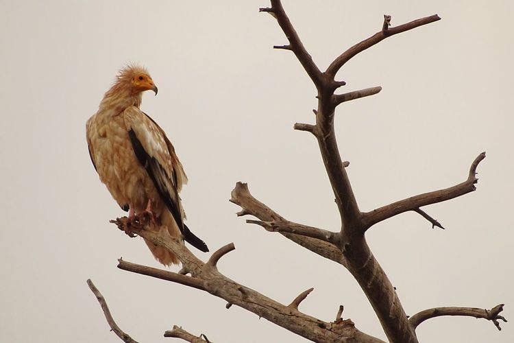 Low angle view of eagle perching on tree