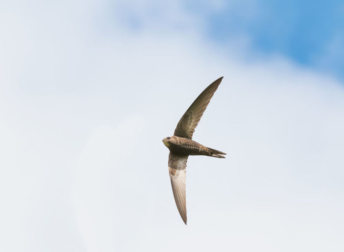 Low angle view of swift bird flying in summer sky
