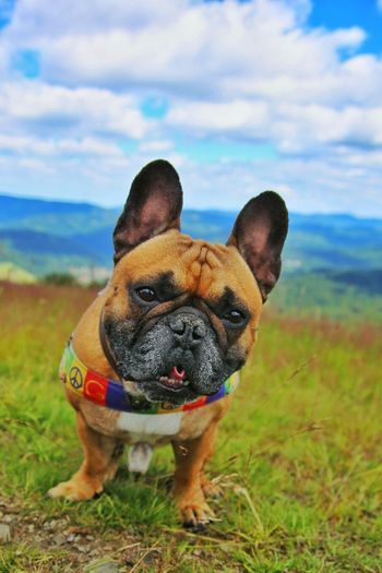 Alert bulldog on a green meadow