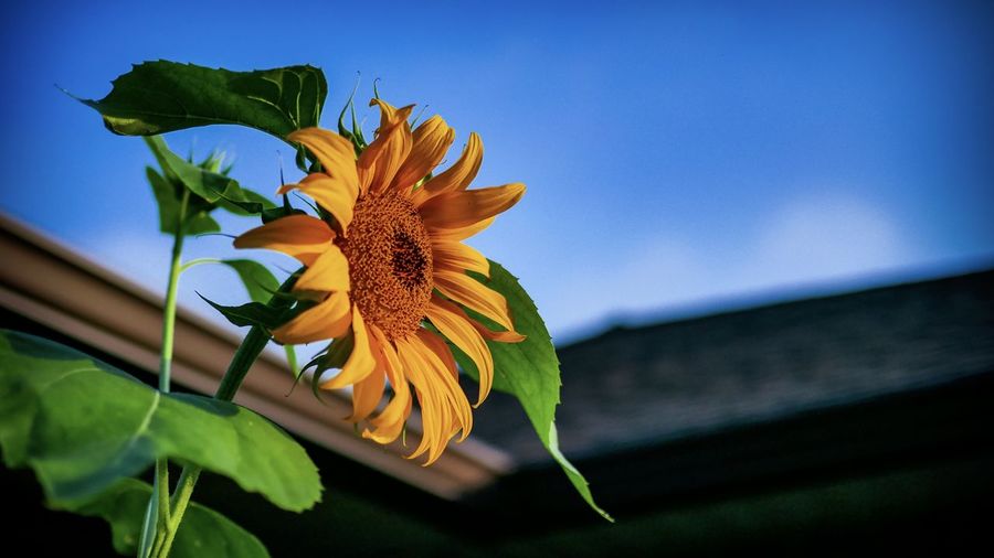 Low angle view of flowering plant against blue sky