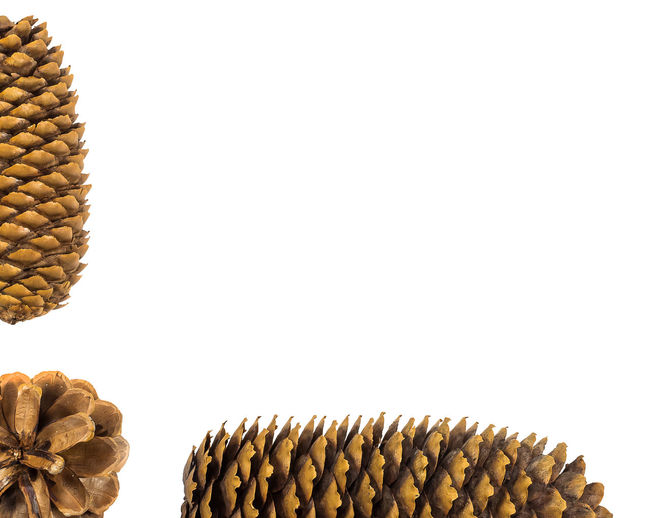Close-up of pine cone against white background