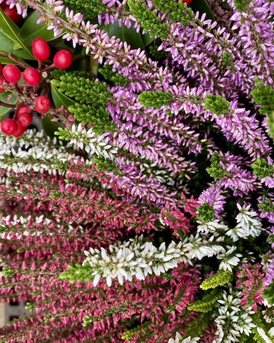 Close up of pink flowering plants and berries in autumn