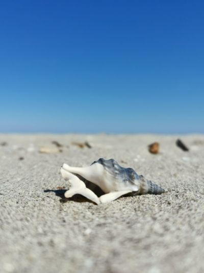 Close-up of crab on sand at beach against clear blue sky