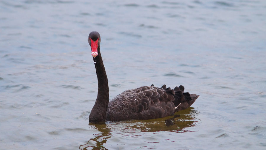 Close-up of black swan swimming in river