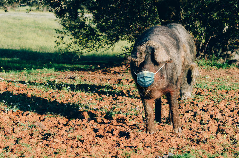 Pig wearing mask while standing on land
