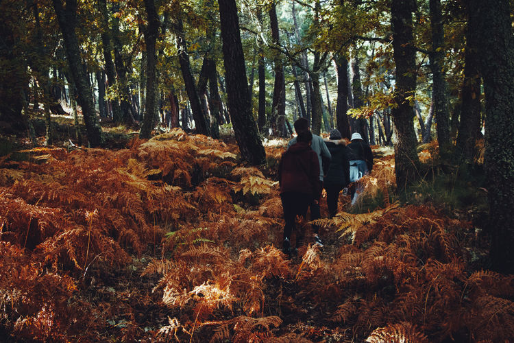 Trees and plants in forest