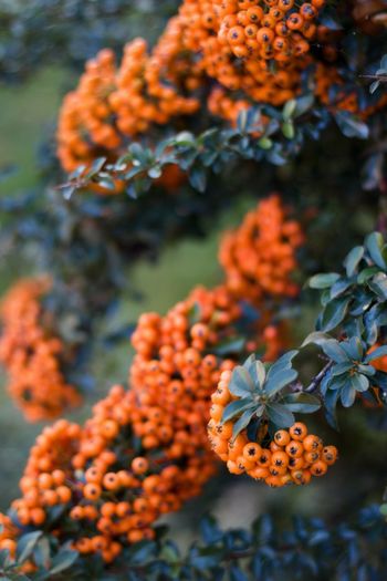 Close-up of orange flowering plant