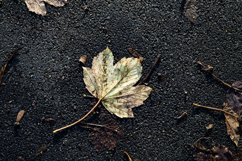 High angle view of dry leaves on road