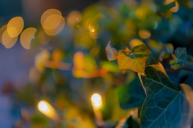 leaf