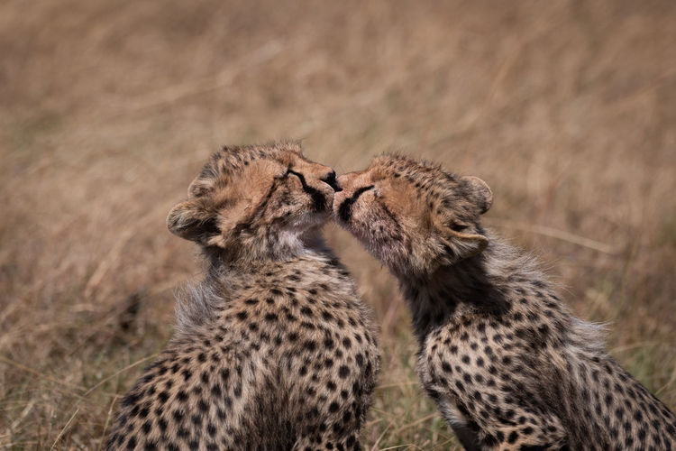 Cheetah mating in forest