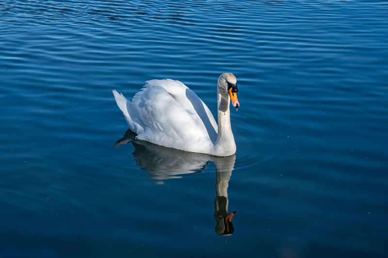 Mute swan on lake with water reflection