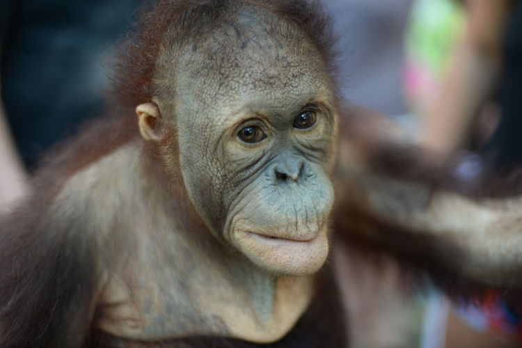 A baby orangutan monkey animal wi