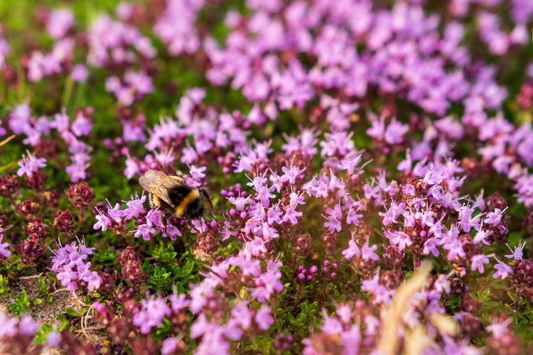 Honey bee pollinating on pink flowering plant