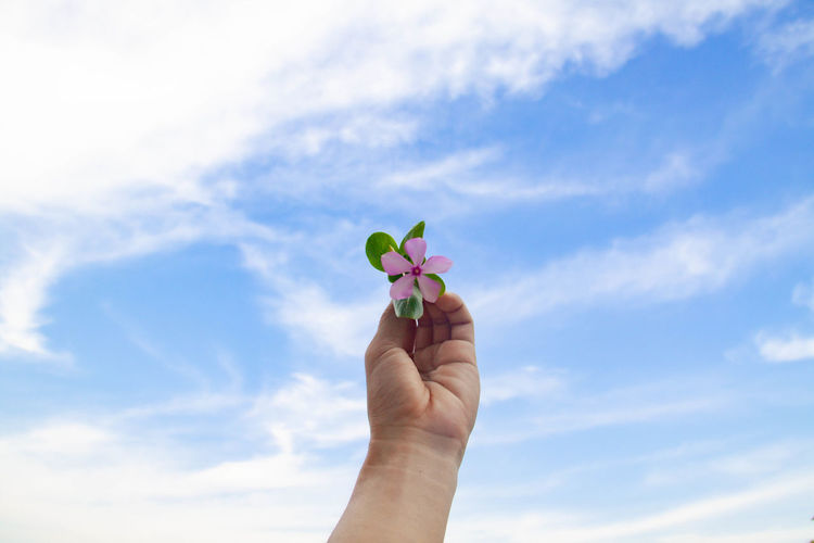 Low angle view of person holding plant against sky