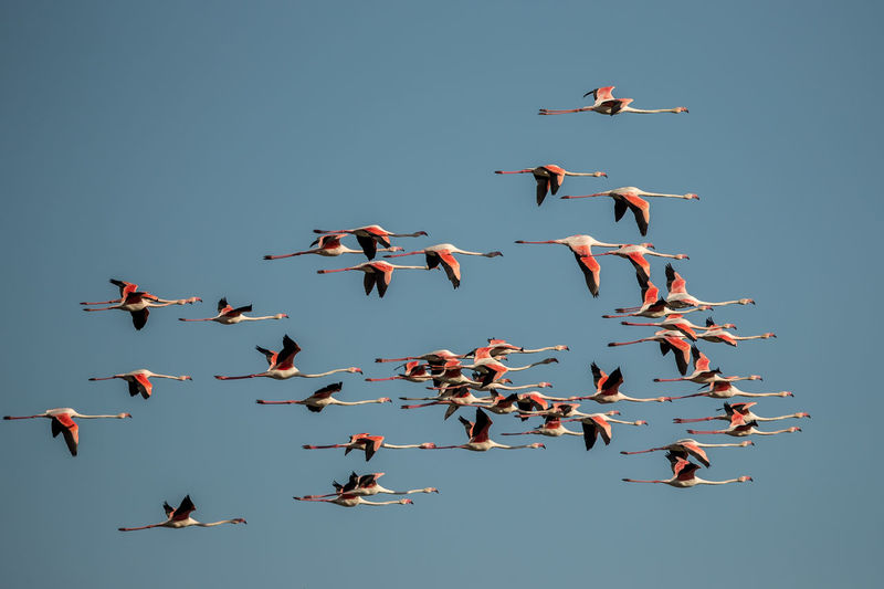 Low angle view of flamingos flying against clear sky