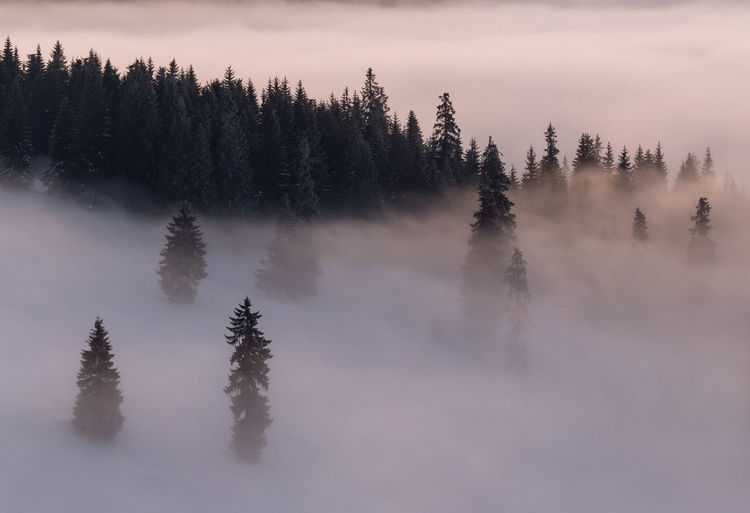 The beauty of winter on the snowy mountains, on a foggy morning in rodnei mountains - romania