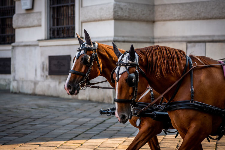 Two brown harnessed horses in vienna, close-up photo of city horses in austria