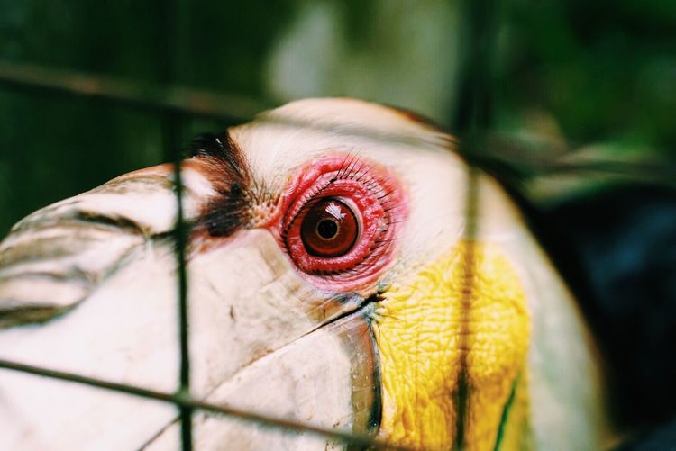 Close-up of hornbill in cage at zoo