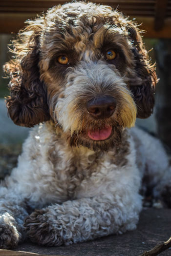 Close-up portrait of dog at camera