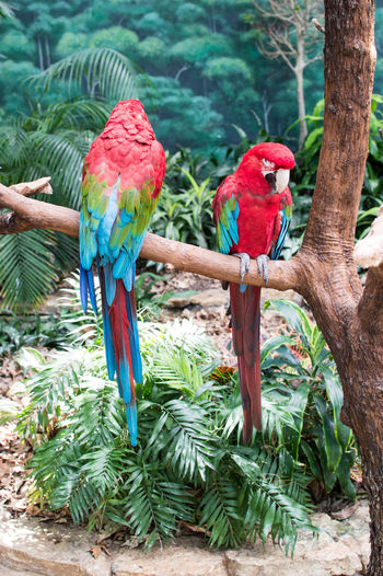 Parrots perching on tree