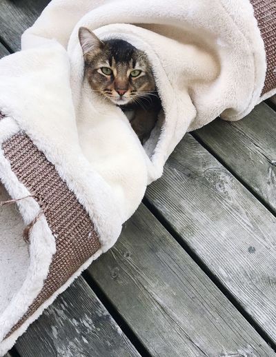 High angle portrait of cat wrapped in blanket on wooden floor