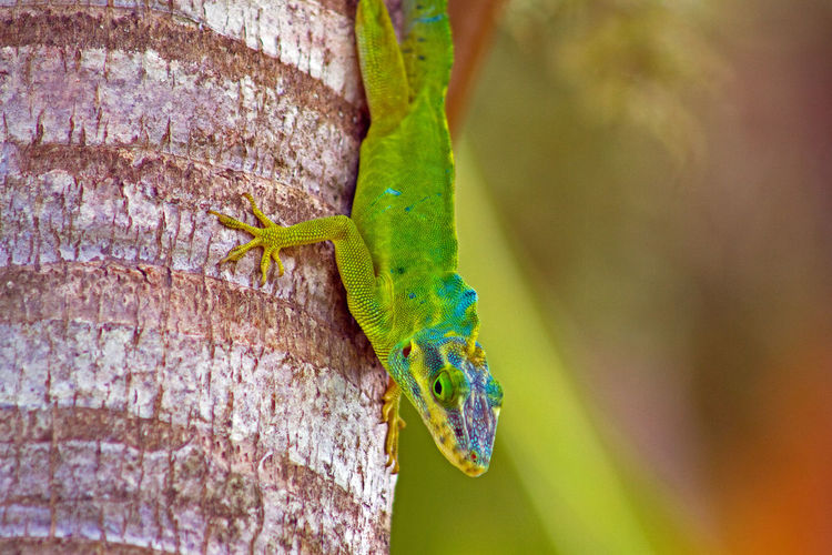 Close-up of green anole lizard on tree trunk