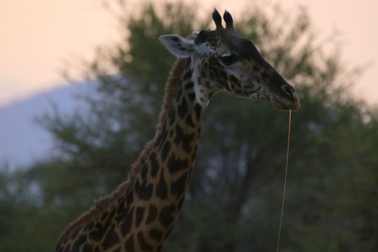 Close-up of giraffe spitting
