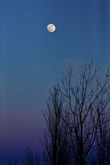 Low angle view of silhouette tree against sky at night