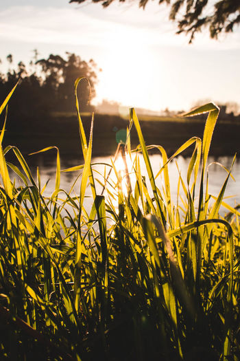 Close-up of plants growing on field against sky during sunset