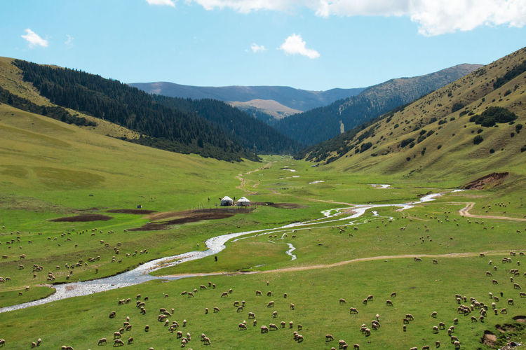 Green alpine valley in assy plateau with a river, ethnic houses - yurts, sheep and a road, summer