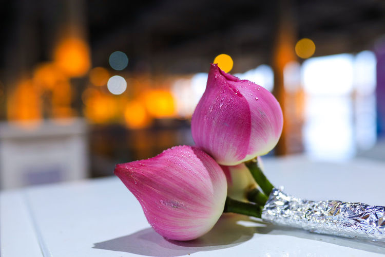 Close-up of pink tulip on table