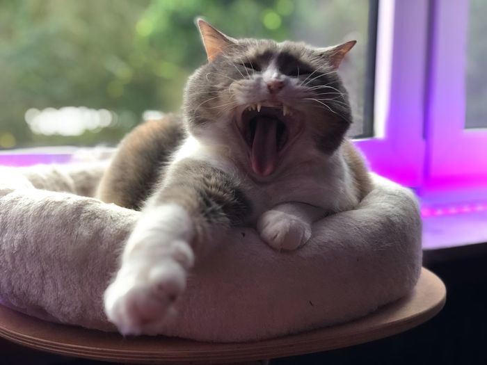 Close-up of cat yawning against window at home