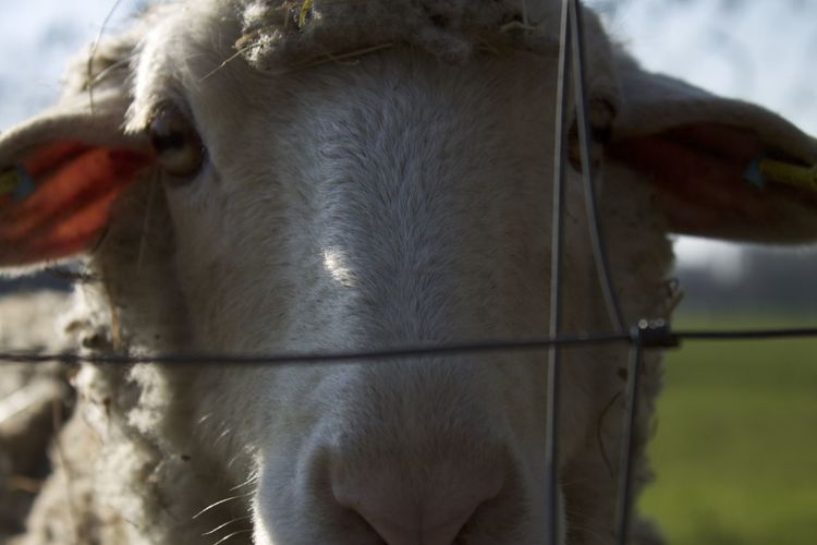 Close-up of a goat