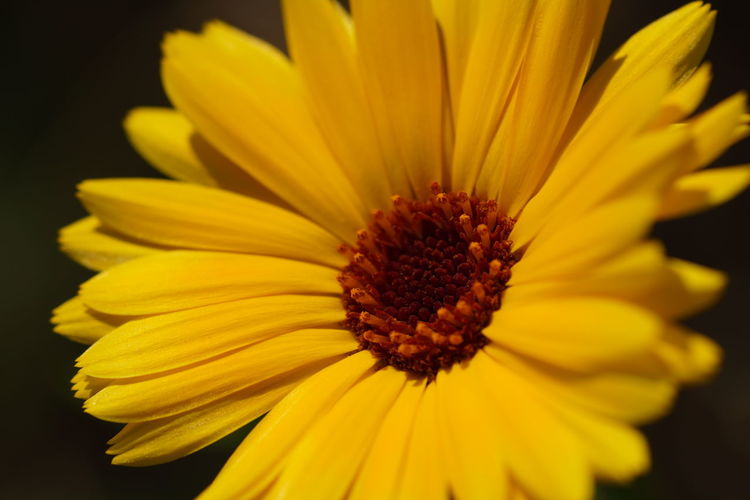 Close-up of yellow flower against black background