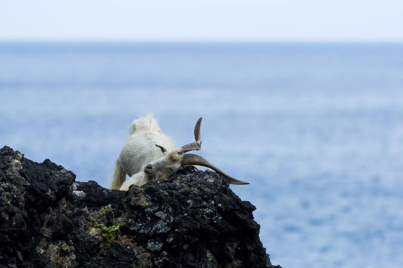 Mountain goat sitting on rock against sea