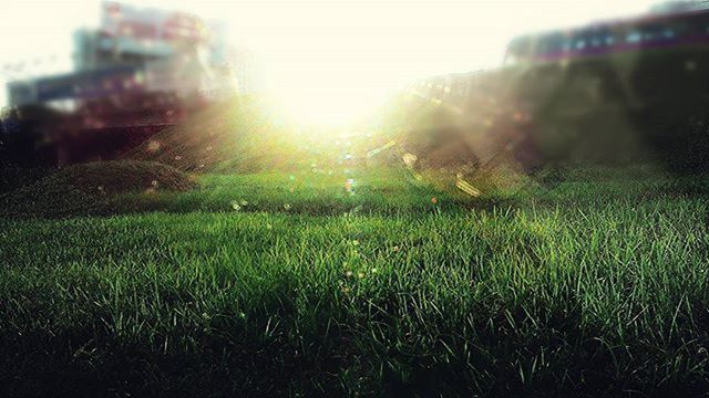 Sun shining over grassy field