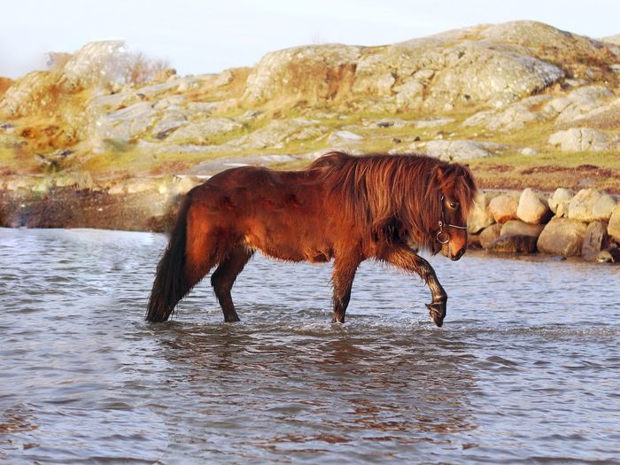 Horse standing in a water