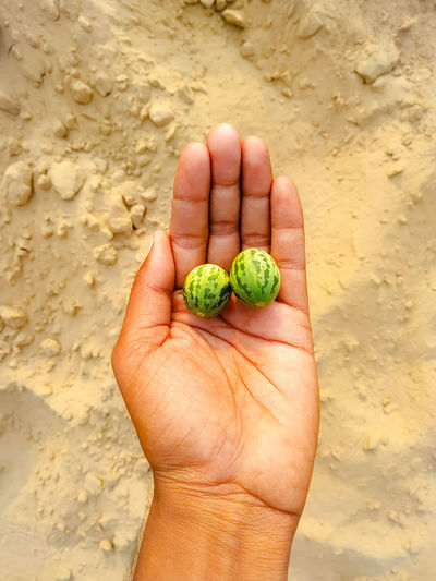 Cucumis melo in the hand of a boy on a sand background