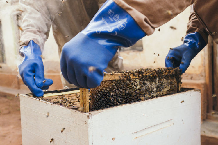 Cropped image of beekeepers holding honeycombs with honey bees