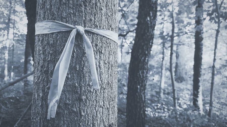 Ribbon tied to tree trunk