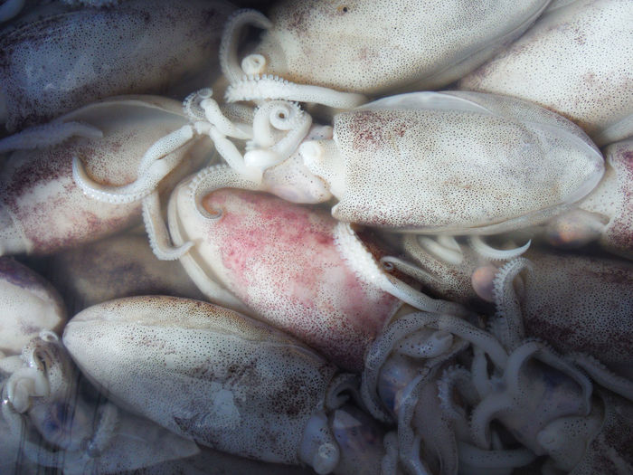 Close-up of squids for sale at market
