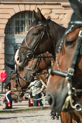 Close-up of horse standing on street