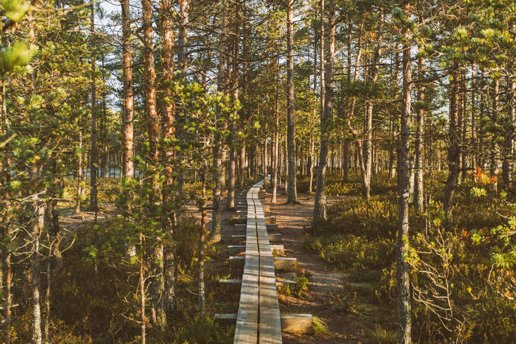 Path at lahemaa national park in estonia early morning in autumn