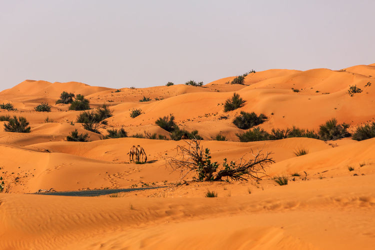 Dromedaries in the great arabian desert, dubai.