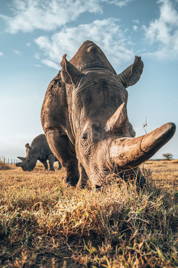 Rhino standing at field