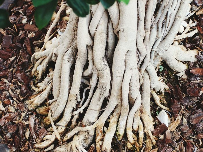 Close-up of tree