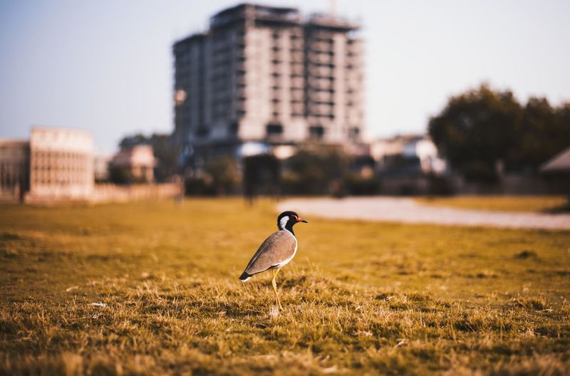 Close-up of bird perching on grassy field in city