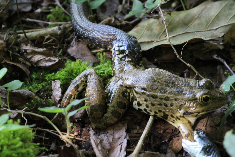 Close-up of two snakes fighting over a frog